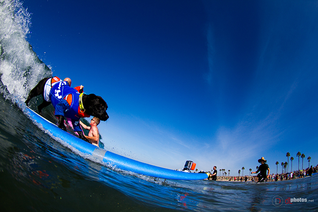 SurfCitySurfDog2015-29 resized