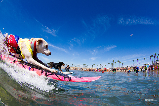 SurfCitySurfDog2015-406 resized