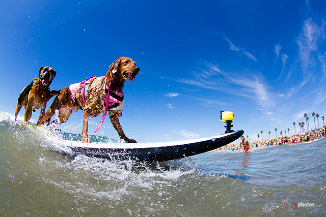 SurfCitySurfDog2015-474 resized