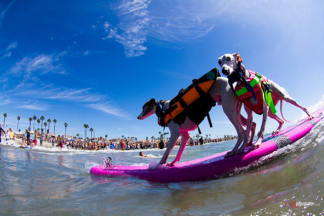 SurfCitySurfDog2015-499 resized