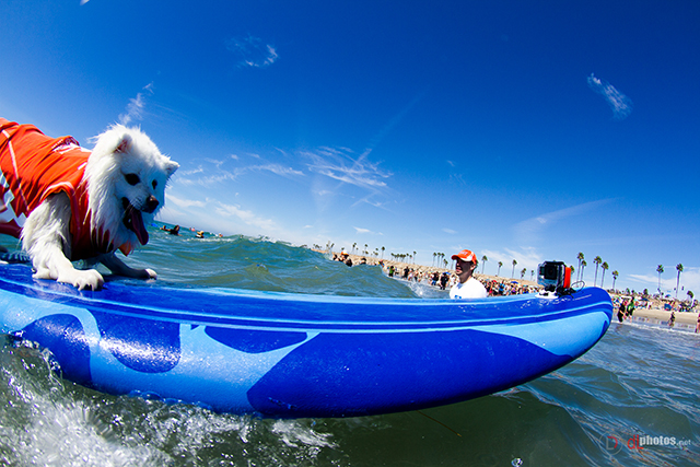 SurfCitySurfDog2015-518 resized