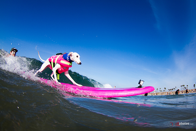 SurfCitySurfDog2015-6 resized