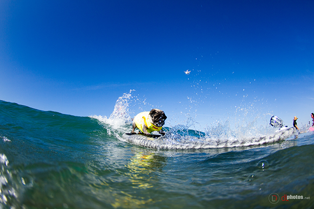 SurfCitySurfDog2015-60 resized