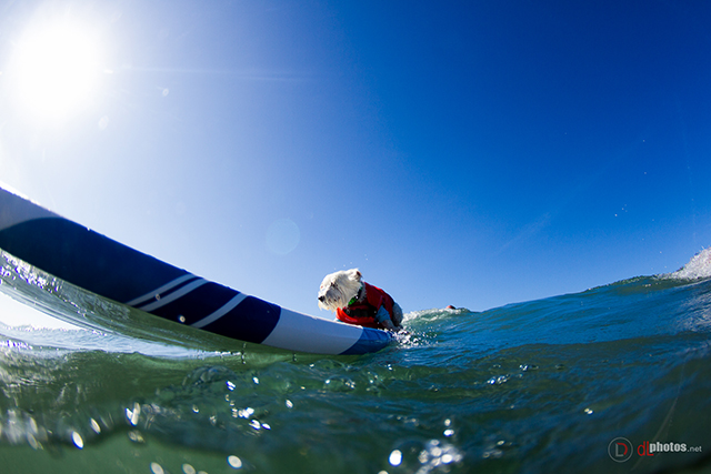 SurfCitySurfDog2015-81 resized