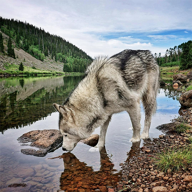 One Lucky Pup: Meet the Wolfdog That Has Gone on the Most Amazing ...