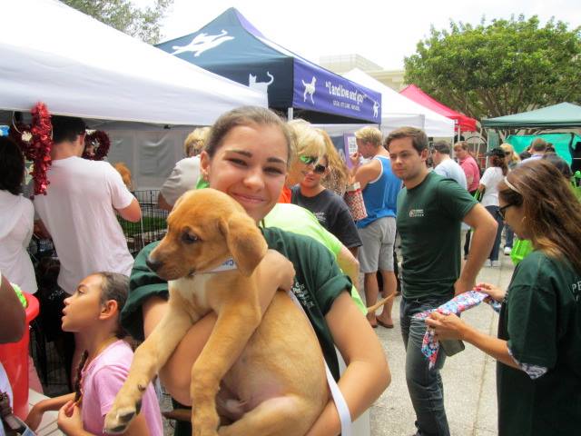 doggie street festival