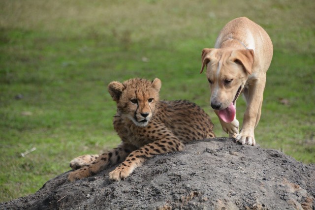 cheetah and dog