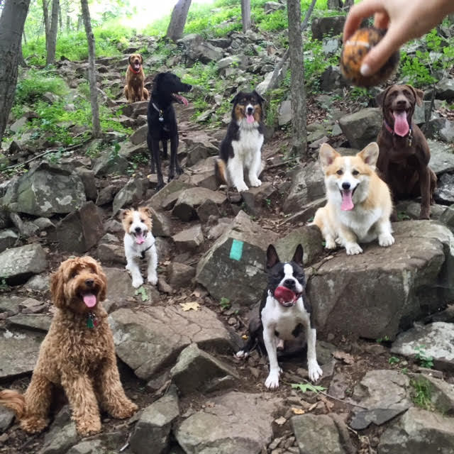 hiking with dogs