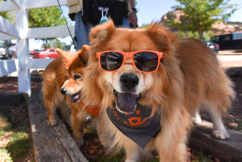 strut your mutt la 1