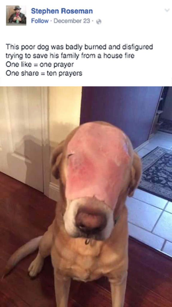 dog with ham on his face 1