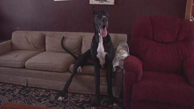 great dane rocko