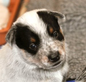 A small black and white Australian Cattle Dog puppy is sitting on top of a blanket.